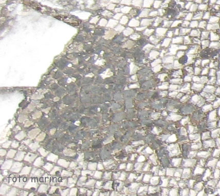 Arte e biologia marina.